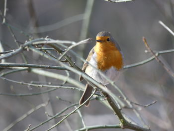 Close-up of bird perching on branch