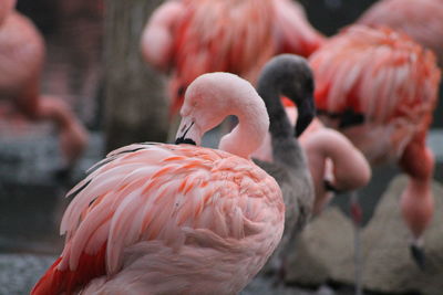 Close-up of birds