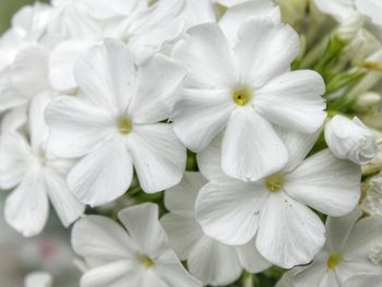 Full frame shot of white flowering plants