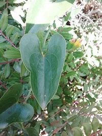 Close-up of heart shape on tree