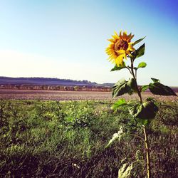 Yellow flowers blooming in field