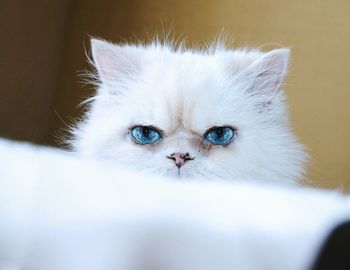 Close-up portrait of white cat