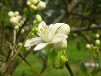 Close-up of white flower blooming on tree