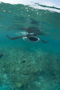 Wide angle view of a manta ray, in baa atoll ,madives