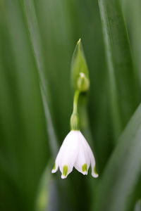 Close-up of white flowering plant