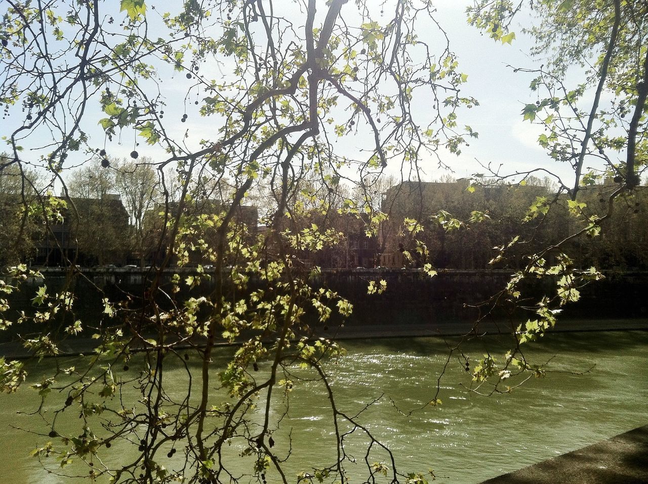 water, tree, branch, built structure, architecture, river, nature, growth, sky, plant, building exterior, lake, beauty in nature, clear sky, tranquility, bridge - man made structure, day, outdoors, railing, no people