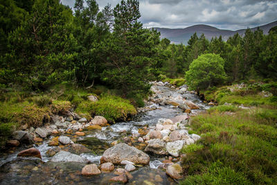 Stream flowing through rocks in forest against sky