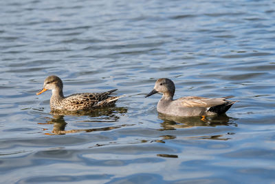 A gadwall pair