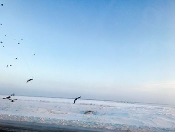 Birds flying over snowcapped mountain against sky