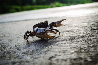 Close-up of crab