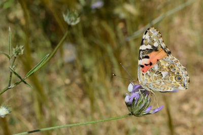 Close-up of butterfly perching on flower