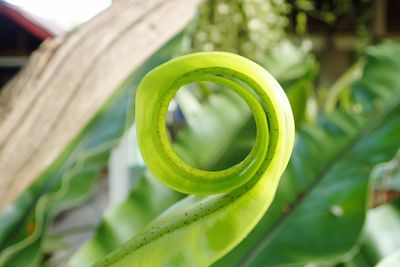 Curled and rolling fern leave