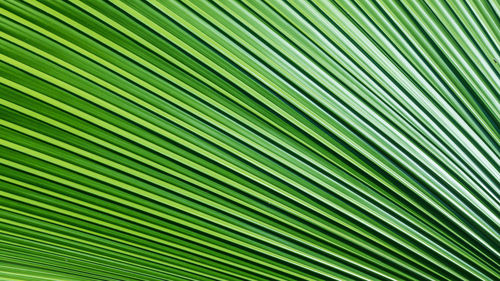 Full frame shot of palm leaf