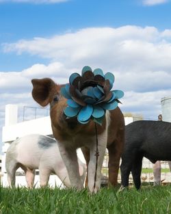 Pig smelling artificial flower on grassy field