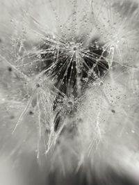 Close-up of dandelion