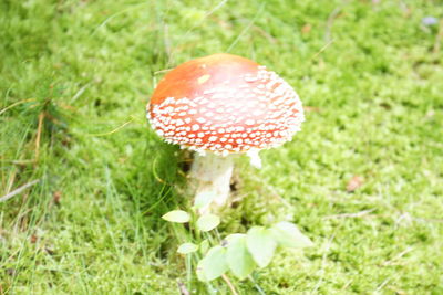 Close-up of mushroom growing on field