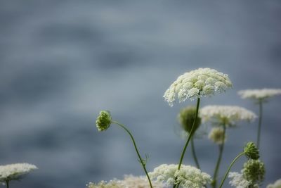 Close-up of flowering plant