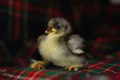 Close up of baby chicken