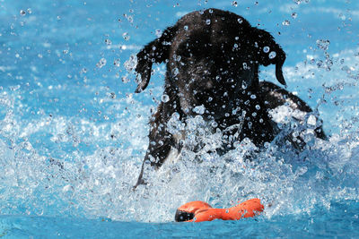 Dog swimming in pool