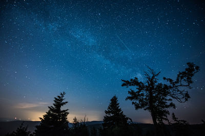 Low angle view of trees against sky at night