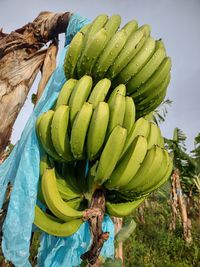 High angle view of bananas for sale