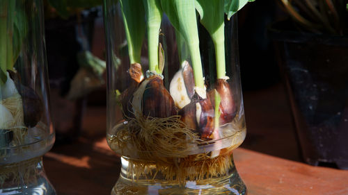 Close-up of drink in glass on table