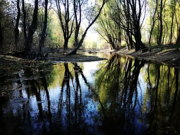 Scenic view of lake in forest