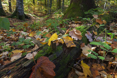 High angle view of dry maple leaves on field