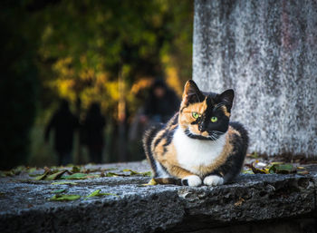 Portrait of cat sitting on a tree