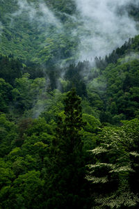 Scenic view of forest