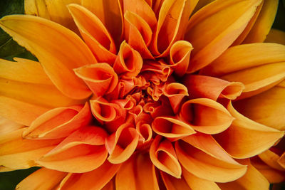 Close-up of orange dahlia