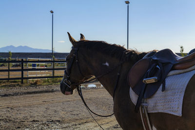 Saddle with stirrups on a back of a brown horse