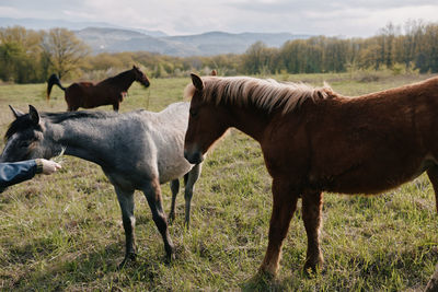 Horse standing on field