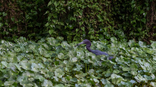 View of a bird in water