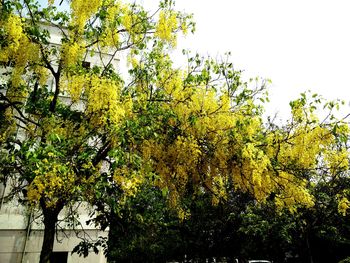 Low angle view of trees against sky