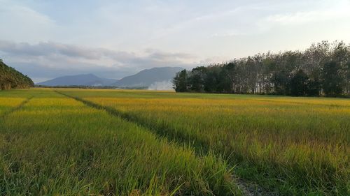 Scenic view of agricultural field against sky