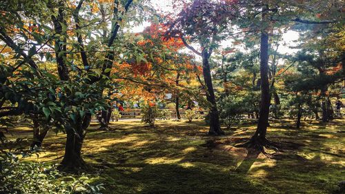 Trees in park during autumn