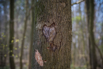 Close-up of tree trunk in forest