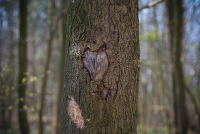 Close-up of tree trunk in forest