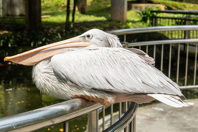 Close-up of bird perching on railing