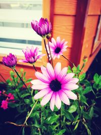 Close-up of pink cosmos flowers blooming outdoors