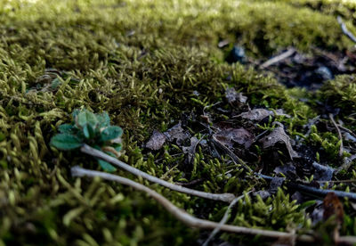 High angle view of moss growing on field