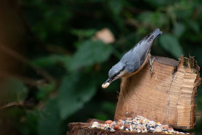 Close-up of bird perching on wood