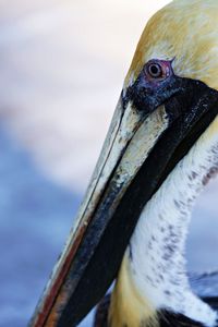 Close-up of a bird