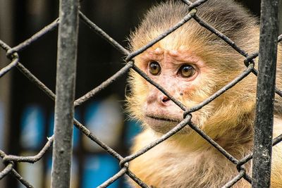 Close-up of monkey in cage at zoo