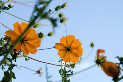 Low angle view of flowering plants against clear sky