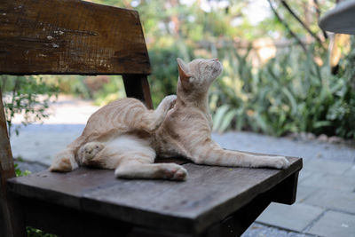 Cat sleeping on bench