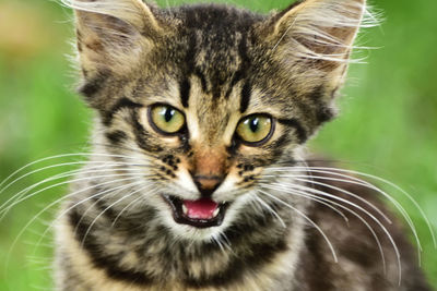 Close-up portrait of a cat