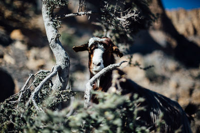 Portrait of goat standing by tree