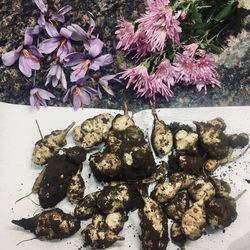 High angle view of pink flowering plant
